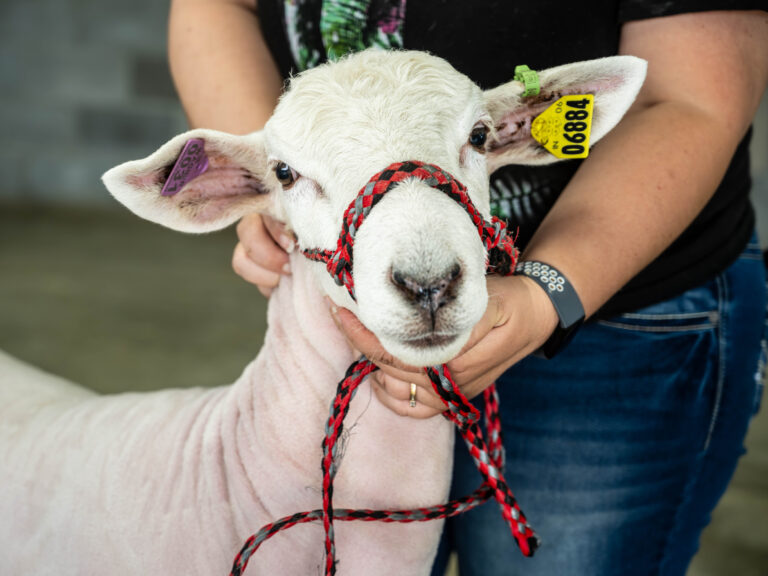 Boone County 4-H Fair Livestock Competition