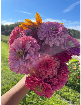 🌸 Boone County in Bloom: A Day at the U-Pick Flower Farms